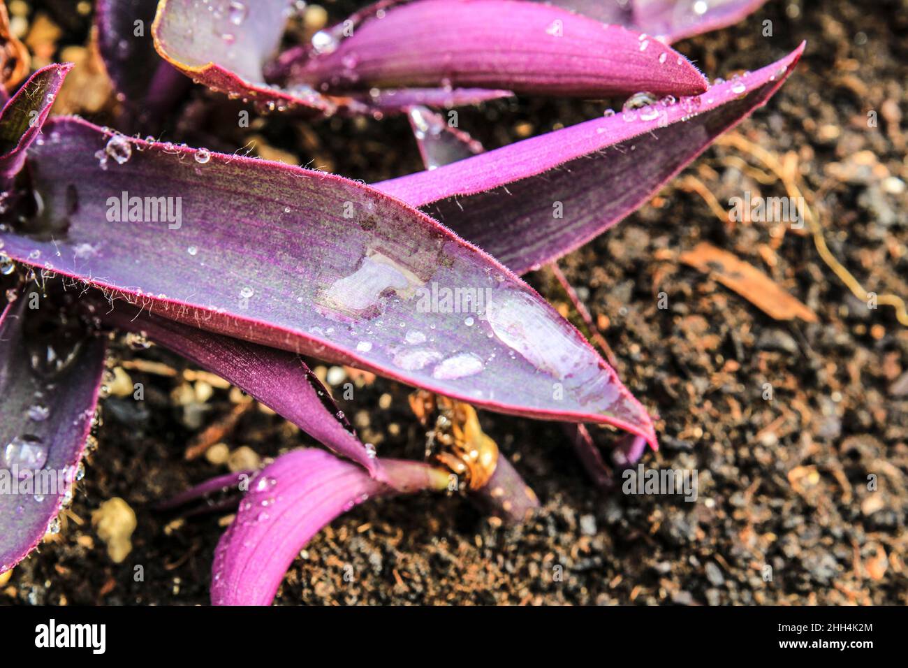 Tradescantia purpurea texture in the garden under the sun Stock Photo