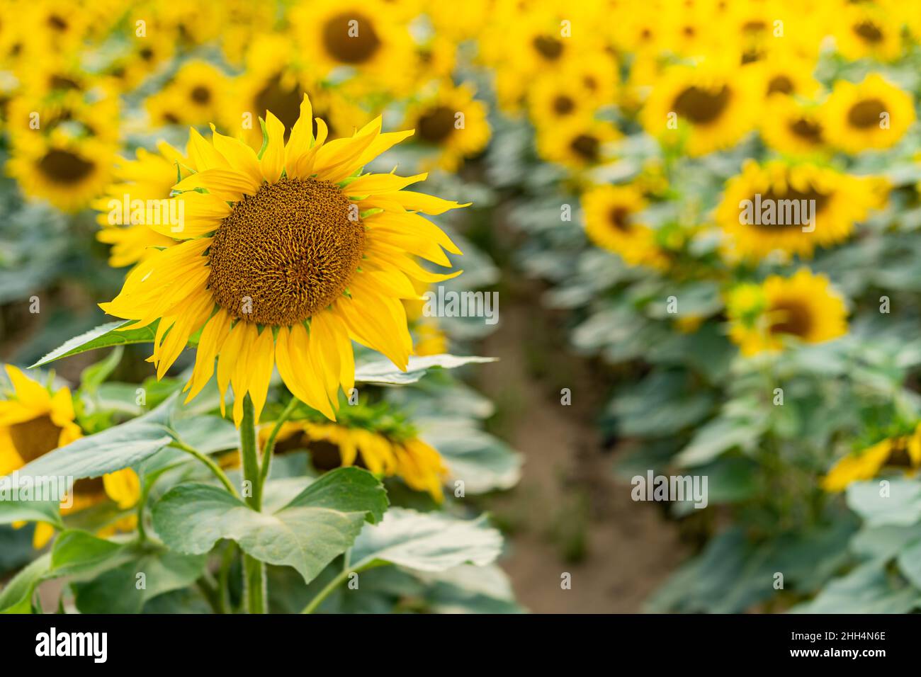 Sunflowers, field of sunflower in bloom sunflower field Stock Photo - Alamy