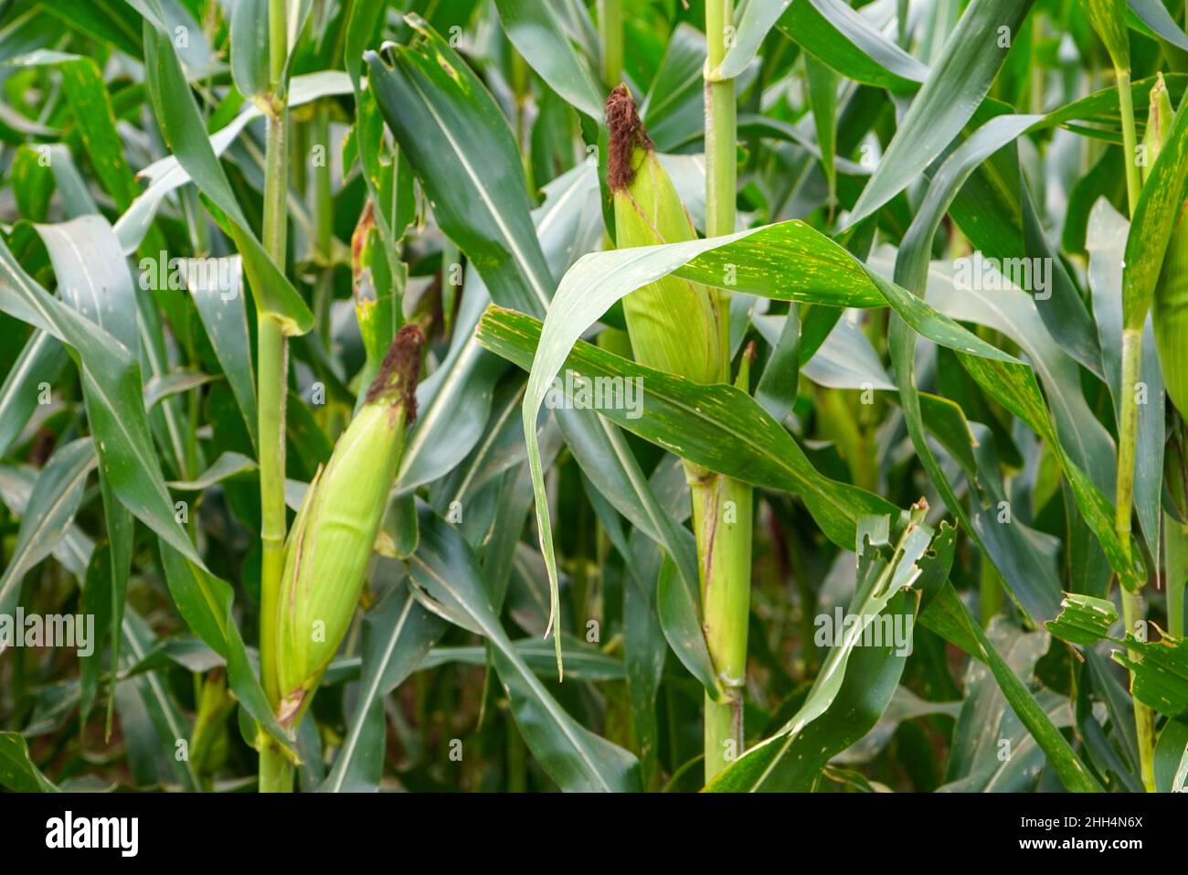 Green corn crop fields are growing ready to be harvested. Maize (meɪz