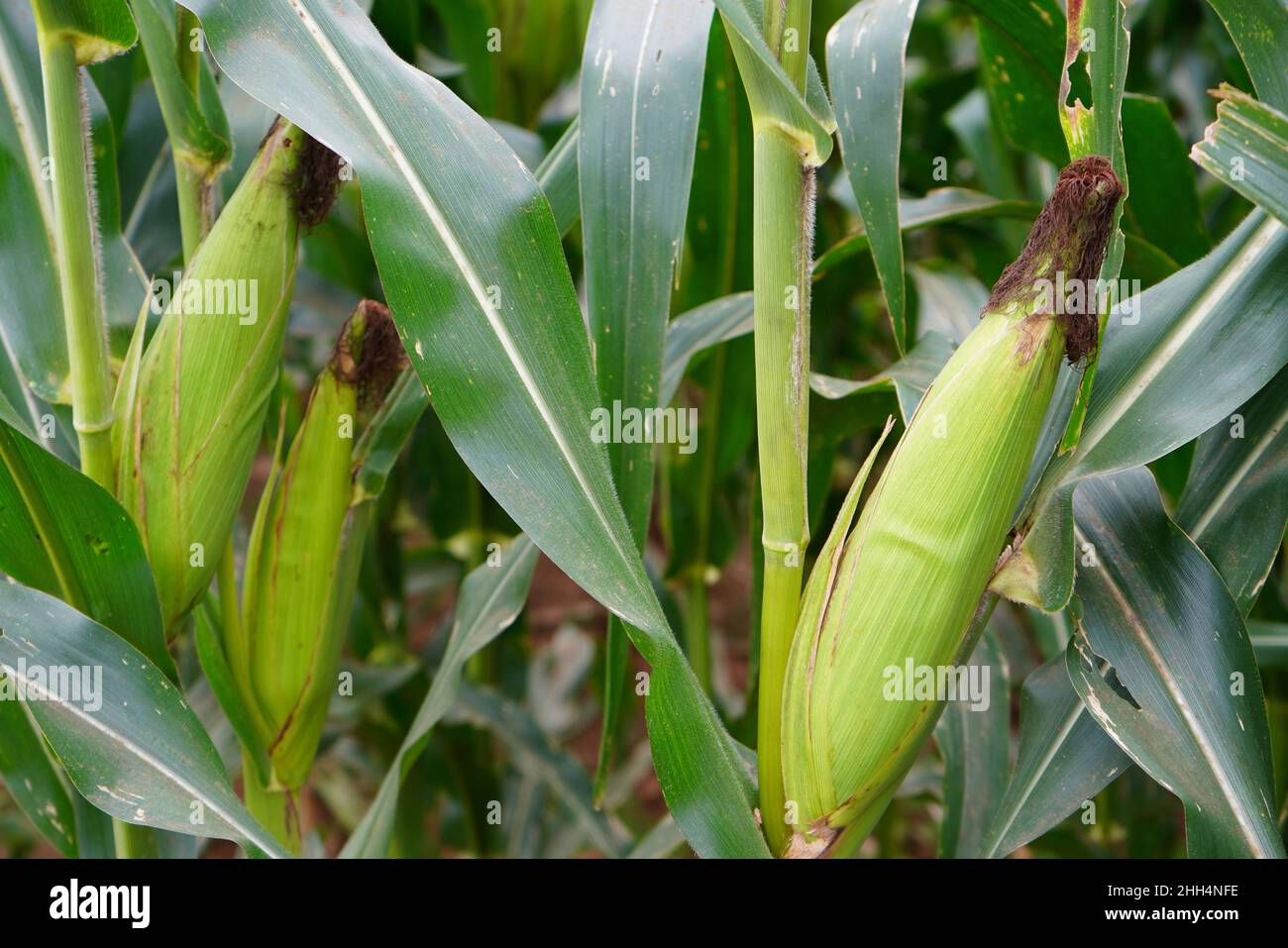 Green corn crop fields are growing ready to be harvested. Maize (meɪz