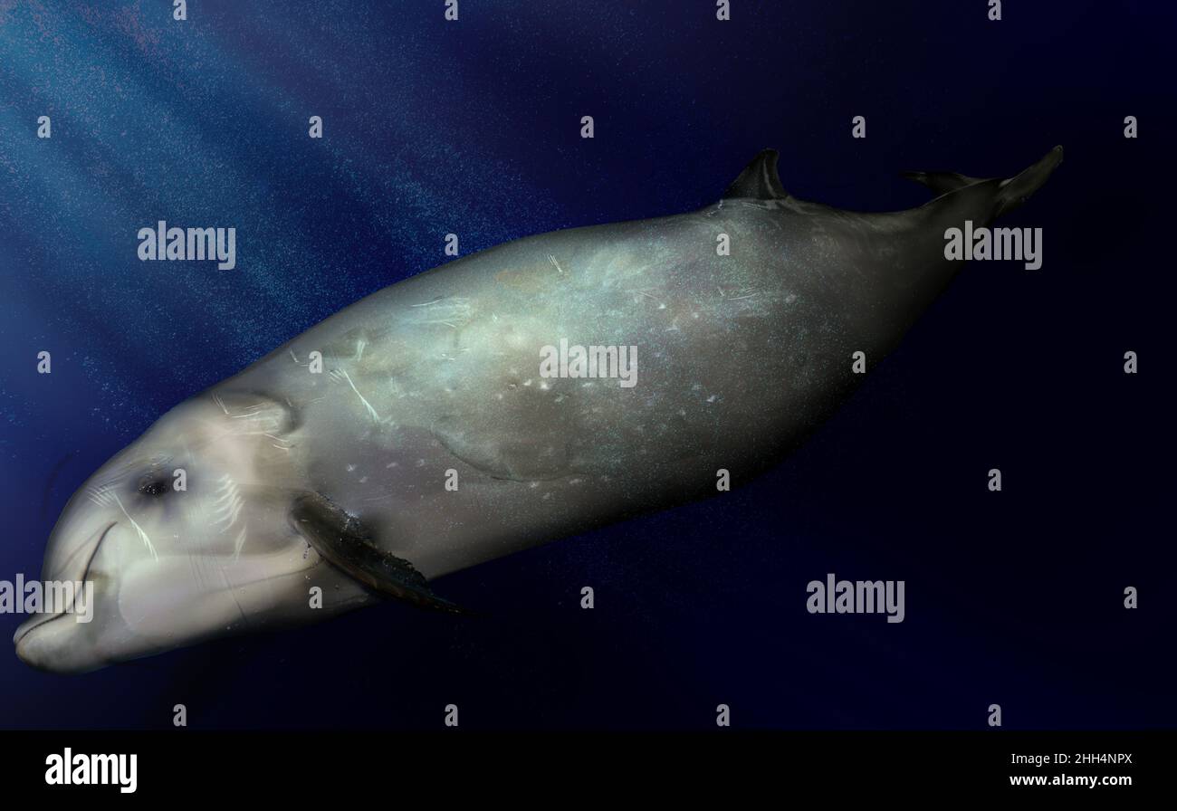 beaked whale, Ziphiidae in the deep sea Stock Photo