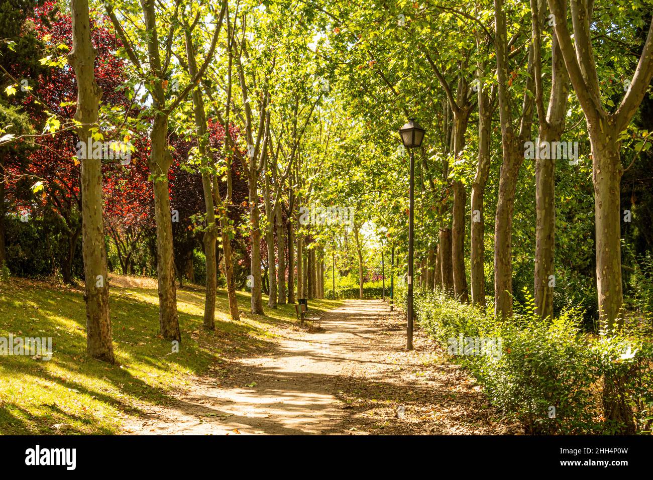walk along a path with shady banana trees in a plaza in the city of Madrid. Spain Stock Photo