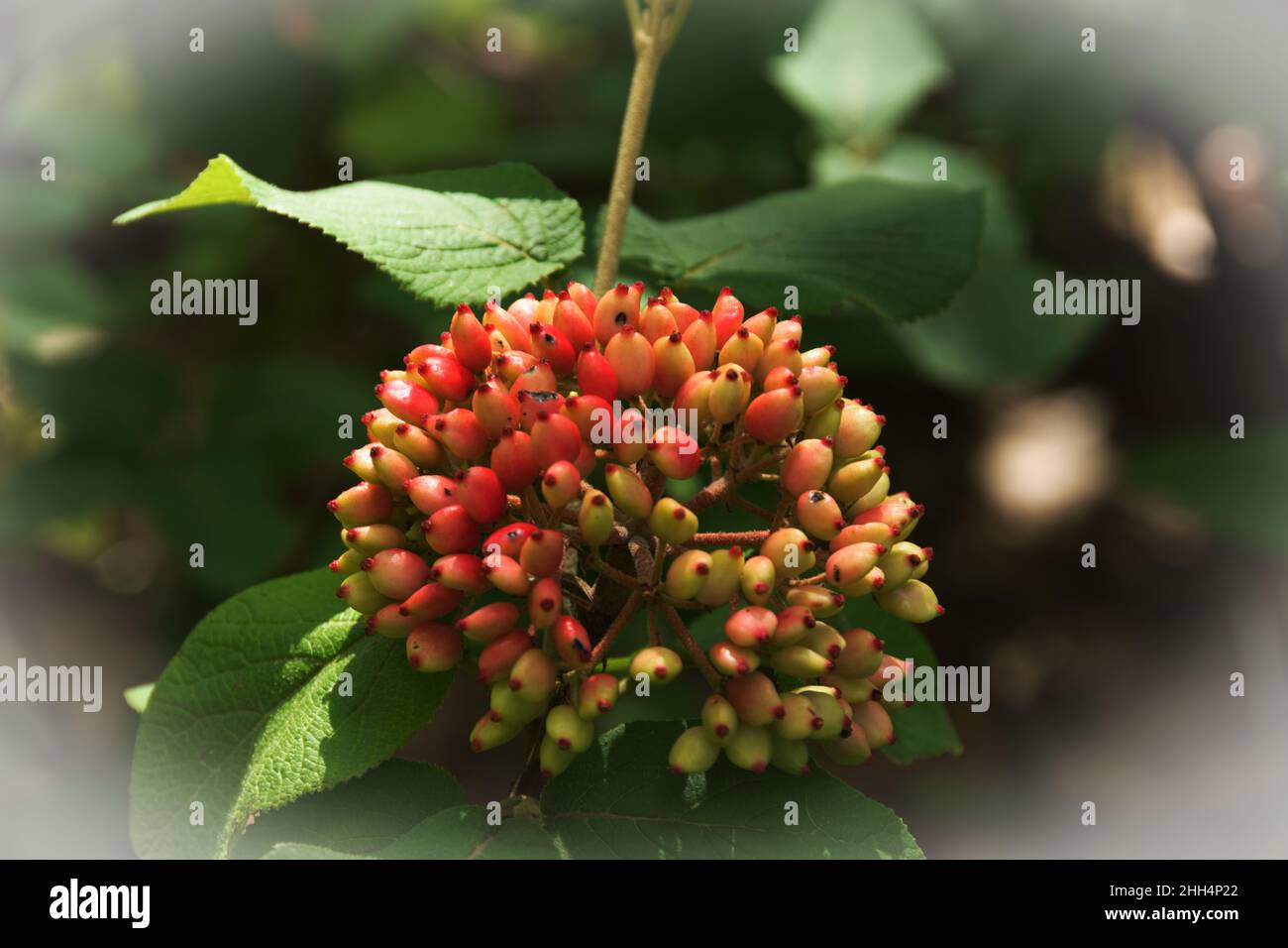 closeup of viburnum lantana with its fruits stems and leaves. Stock Photo