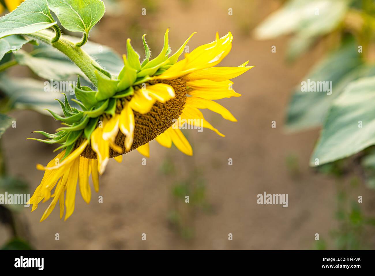 Sunflowers, field of sunflower in bloom sunflower field Stock Photo - Alamy