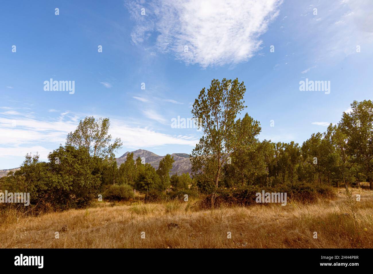 country landscape with poplars and the Guadarrama sierra in the background. cerceda madrid spain Stock Photo