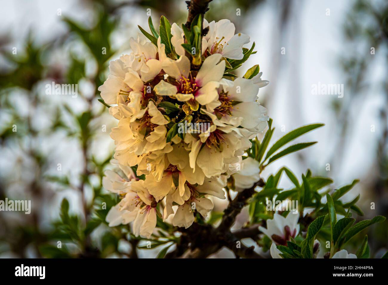 close up bouquet of whitish pink peach blossoms Stock Photo