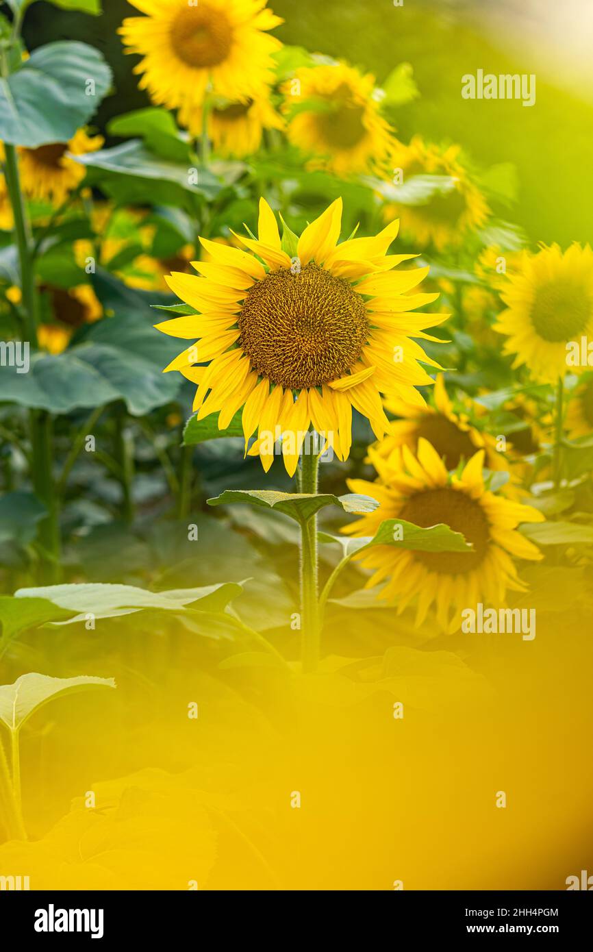 Sunflowers, field of sunflower in bloom sunflower field Stock Photo - Alamy