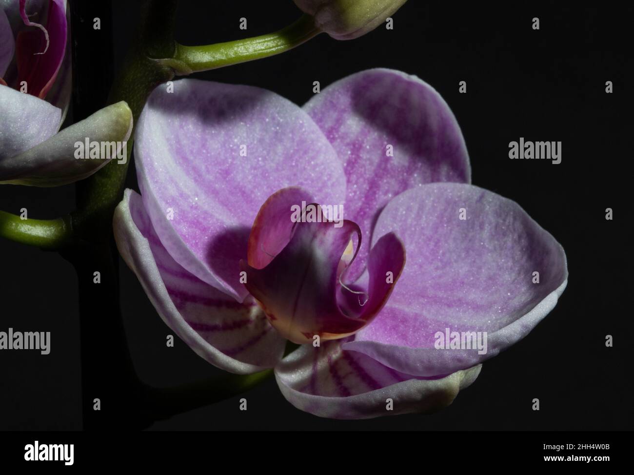 Labellum Insects The lip structure of the orchid is unique to the Orchid family. The ...