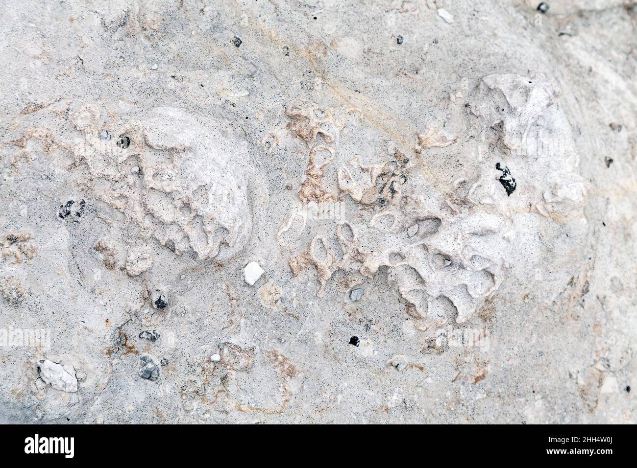 Exanthesis labrosus fossil sea sponge in a rock at Beachy Head, Eastbourne, UK Stock Photo