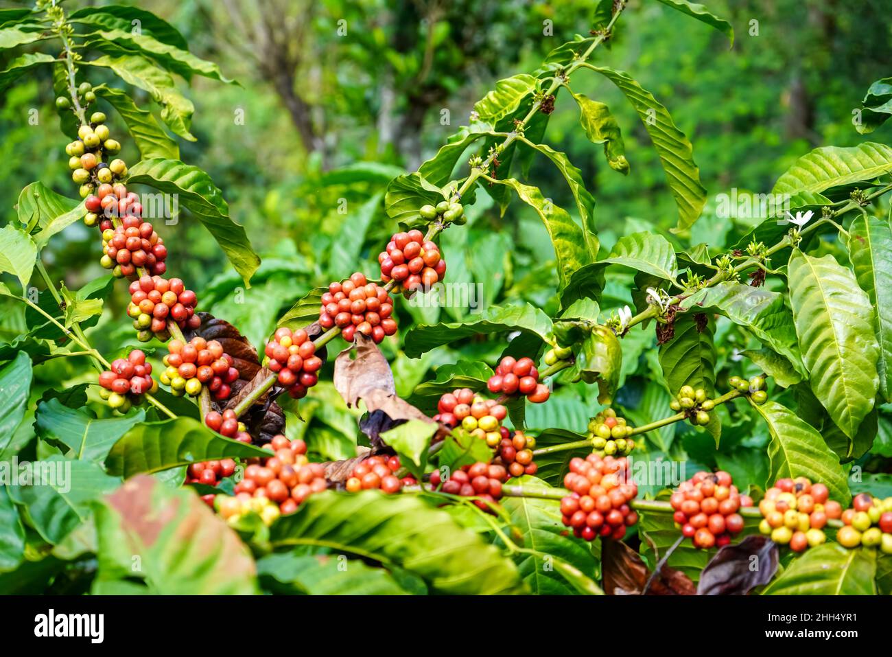 Muria coffee plant, which is Robusta coffee, which grows a lot in the ...