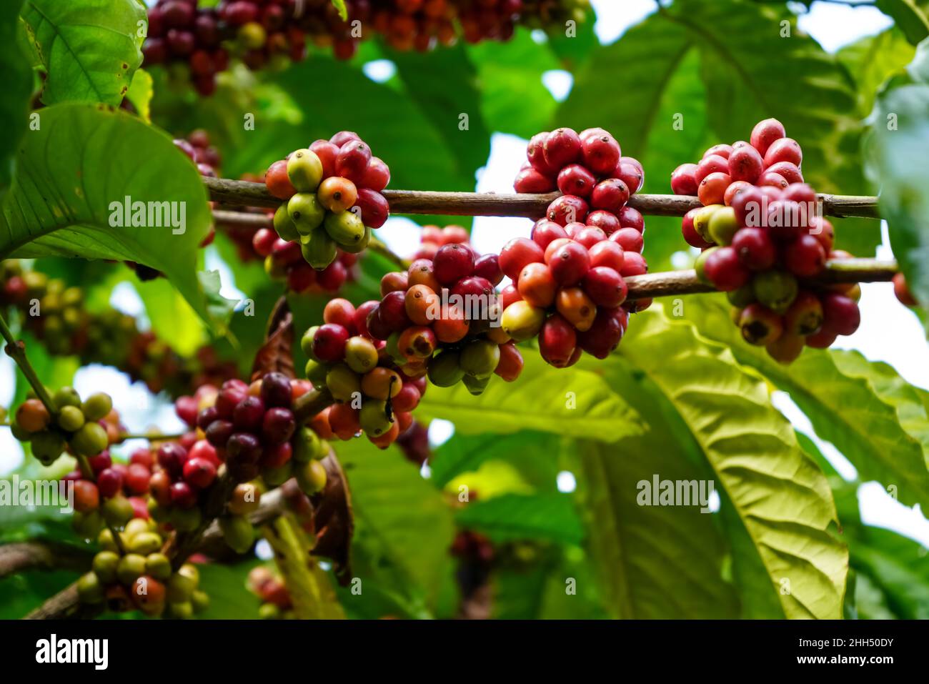 Muria coffee plant, which is Robusta coffee, which grows a lot in the ...