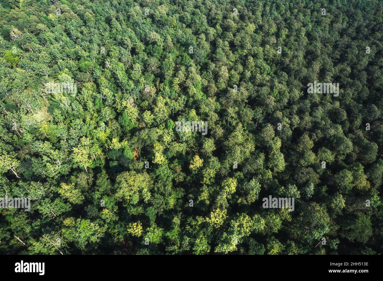 Aerial top view of green pine trees growing in the forest at preservation area Stock Photo Alamy
