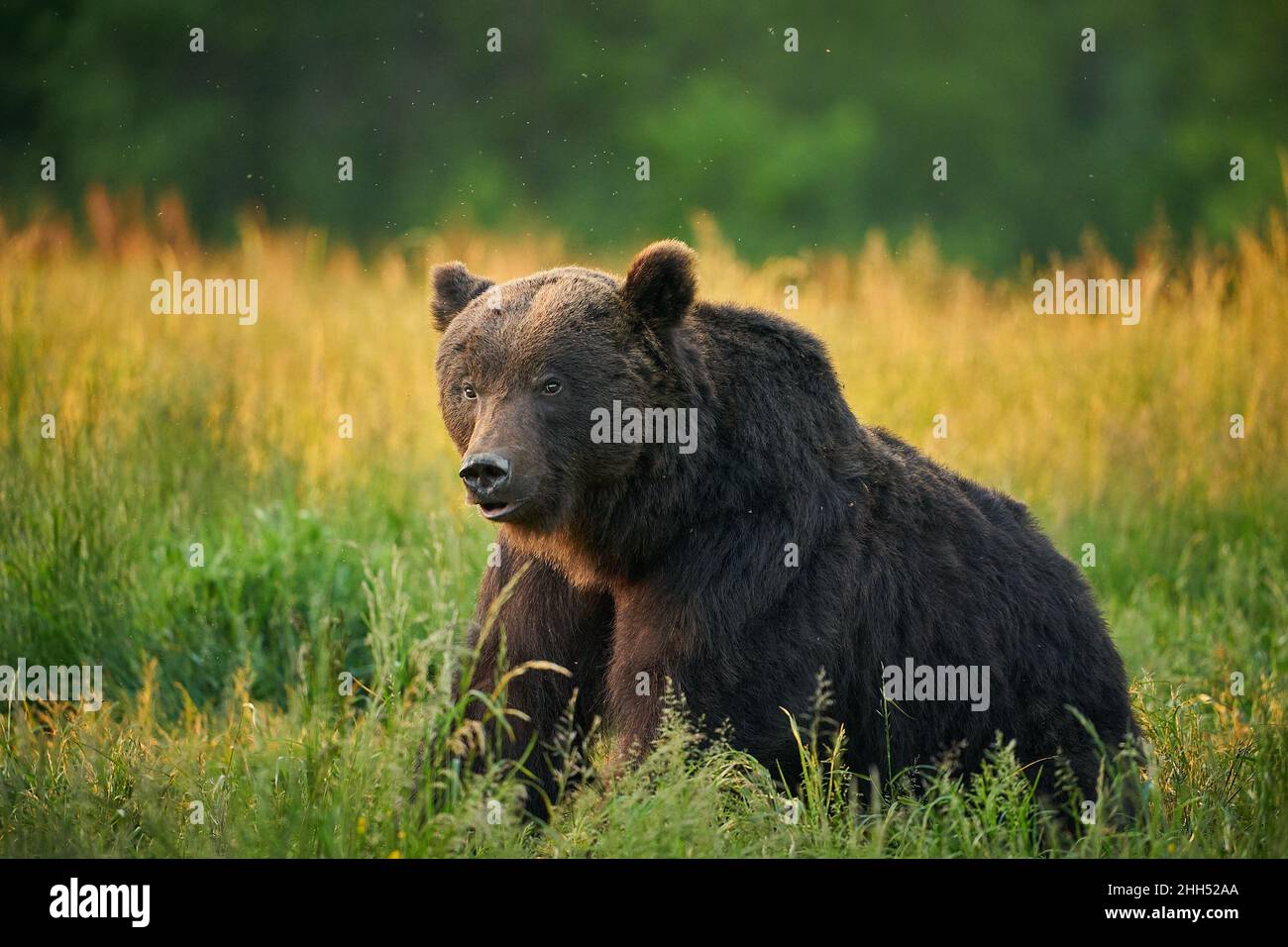 Wildlife scene from Poland nature. Dangerous animal in nature forest and meadow habitat. Brown bear, close-up detail portrait. Stock Photo