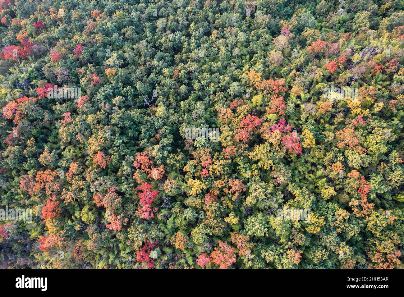 Drone rainforest hi-res stock photography and images - Alamy
