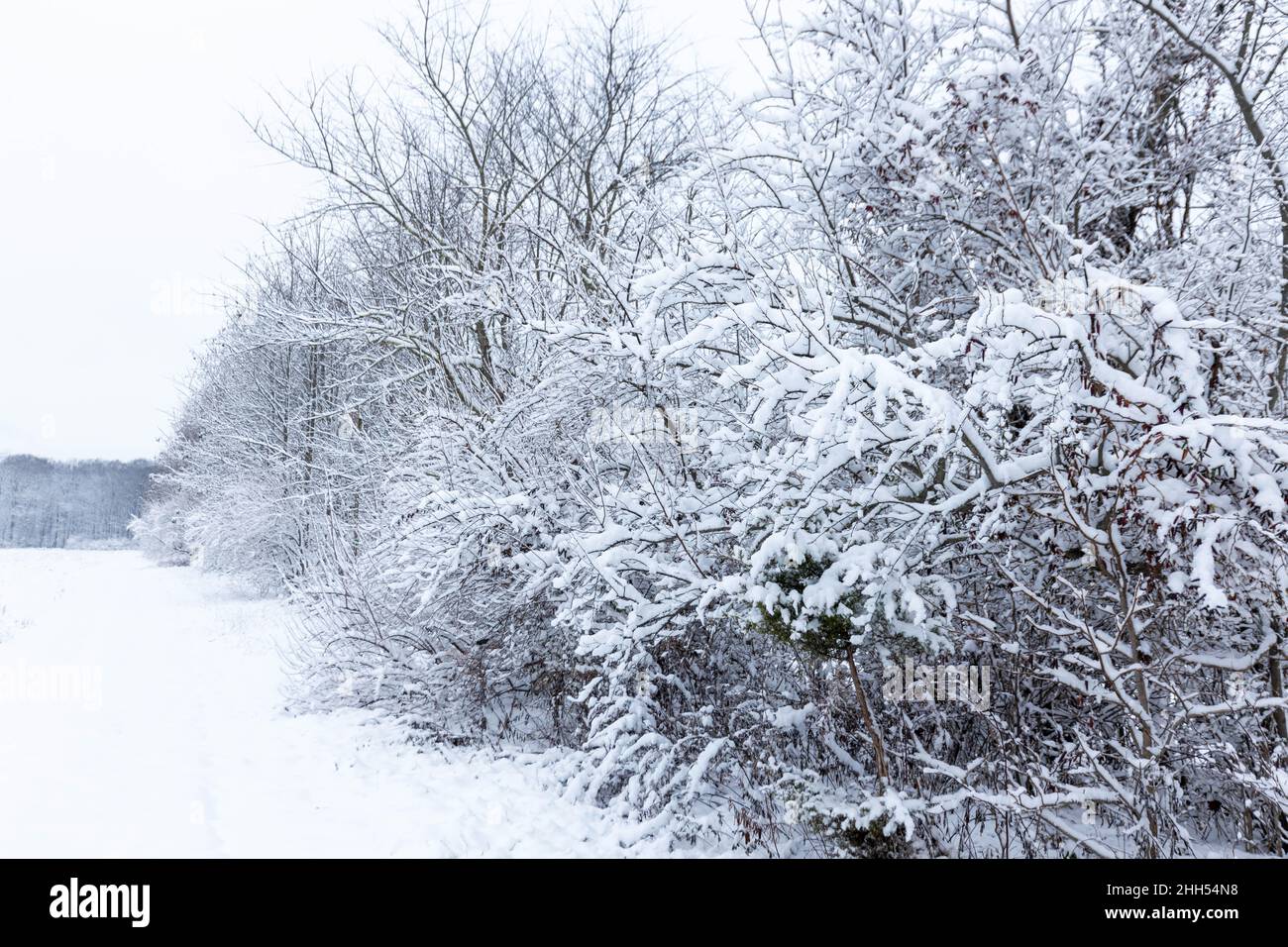 Scenic snow covered outdoor forest view after snowstorm nobody Stock ...