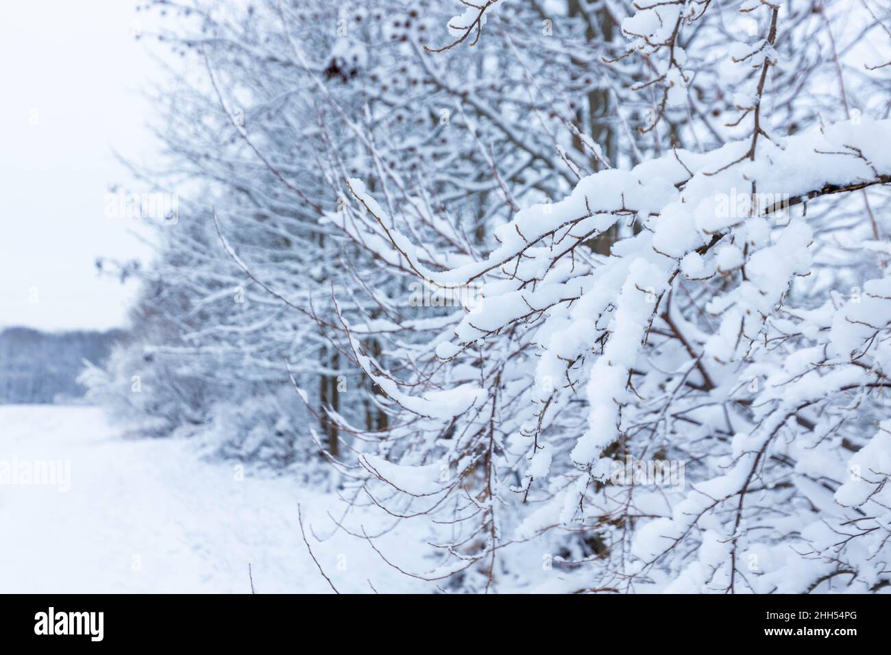 Scenic snow covered outdoor forest view after snowstorm nobody Stock ...