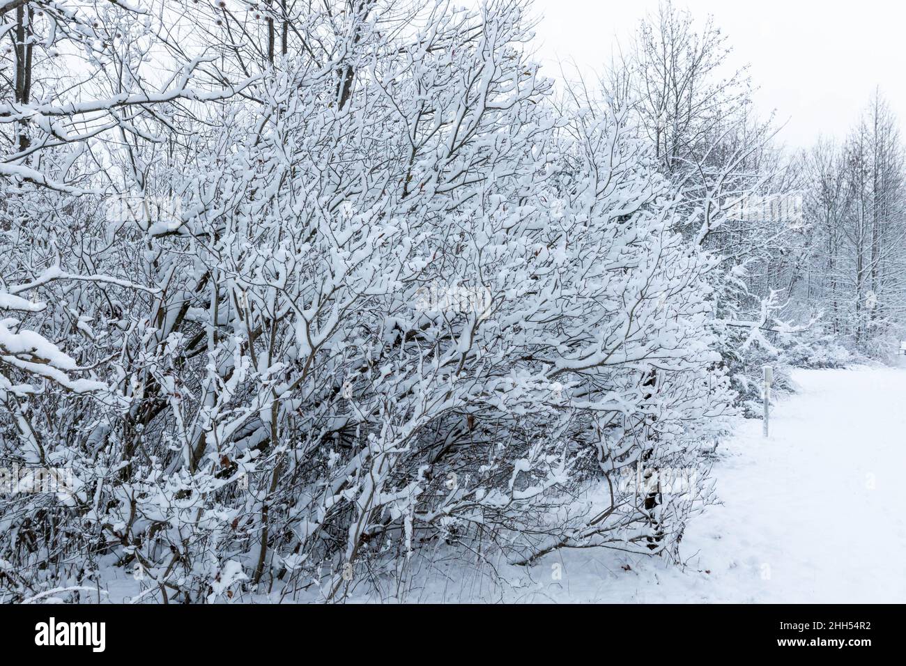 Scenic snow covered outdoor forest view after snowstorm nobody Stock ...