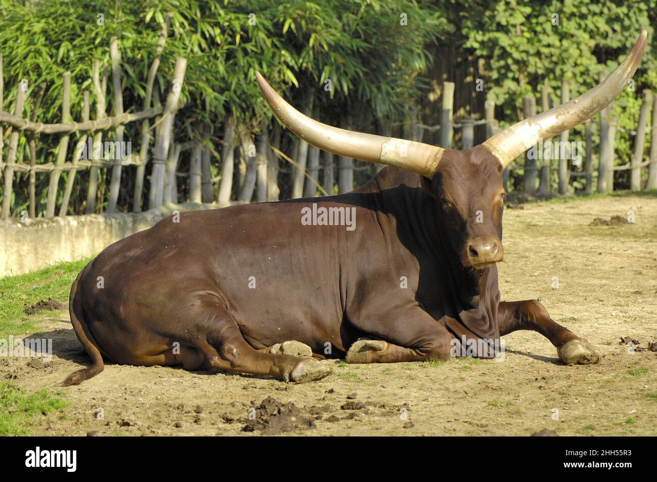 Watusi cattle - Tutsi cattle - Sanga cattle - Ankole Longhorn CattleBos (taurus watusi - Bos taurus primigenius) bull lying on the ground Stock Photo