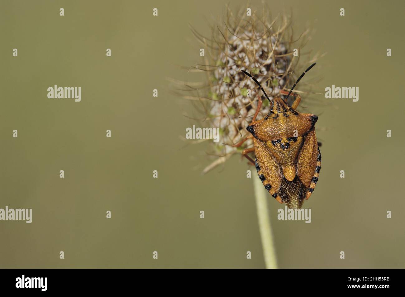 Red shield bug - Mediterranean shield bug - Mediterranean stink bug (Carpocoris mediterraneus) perched on a plant in summer Provence Vaucluse  France Stock Photo