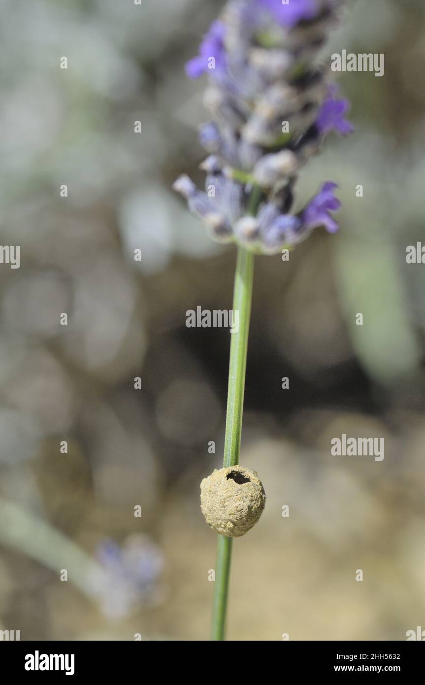 Potter wasp Mudwasp Mason wasp (Eumenidae sp) onecelled nest made