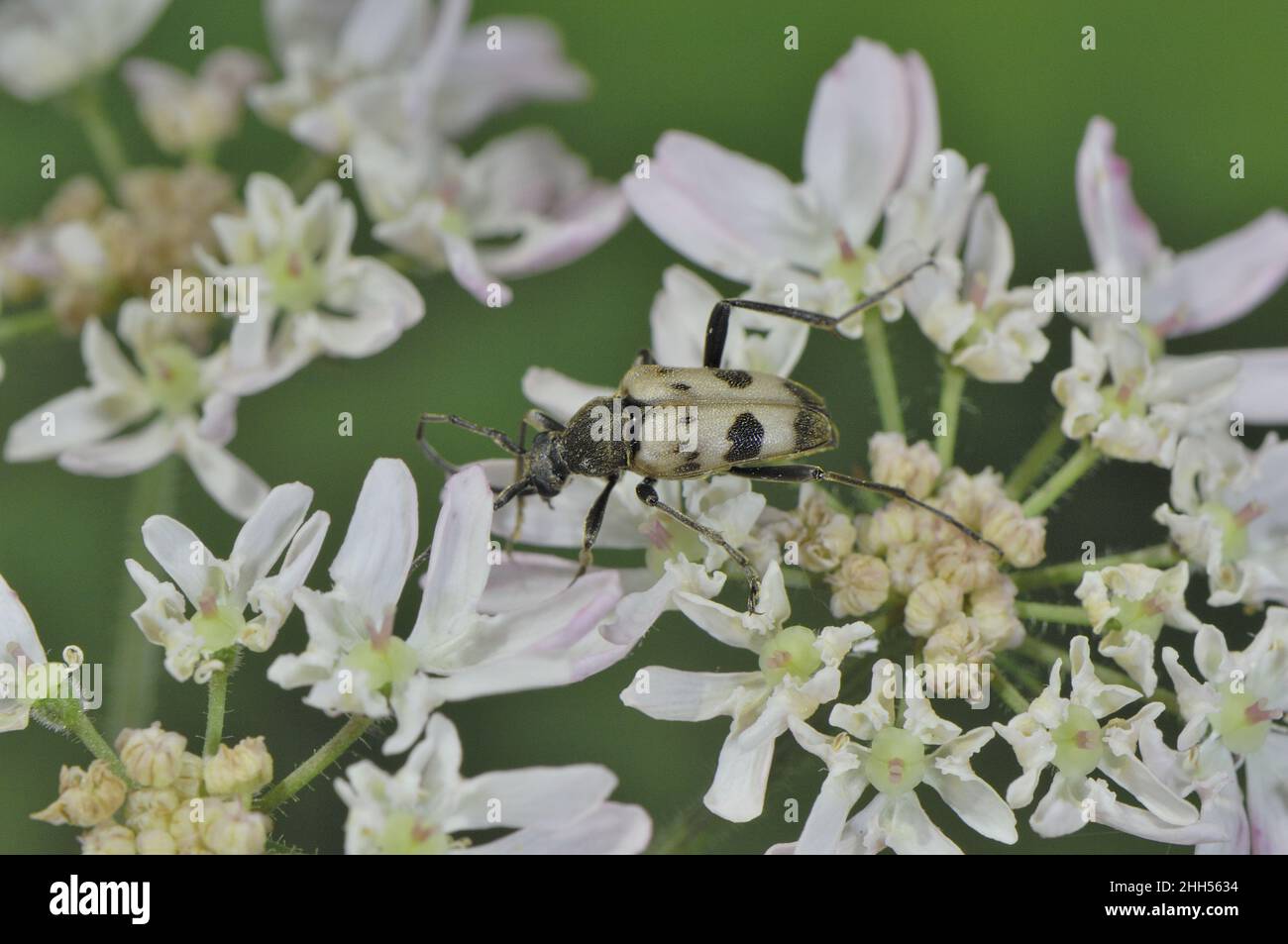 Speckled longhorn beetle (Pachytodes cerambyciformis - Judolia cerambyciformis) on flower Ardenne - Belgium Stock Photo