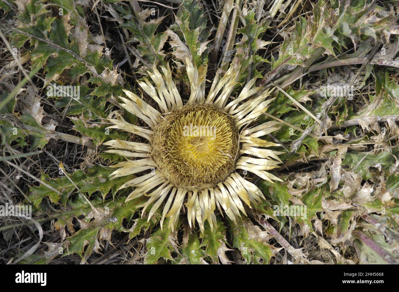 Silver thistle - Stemless carline thistle (Carlina acaulis) drying flower at the end of the summer Cevennes - France Stock Photo