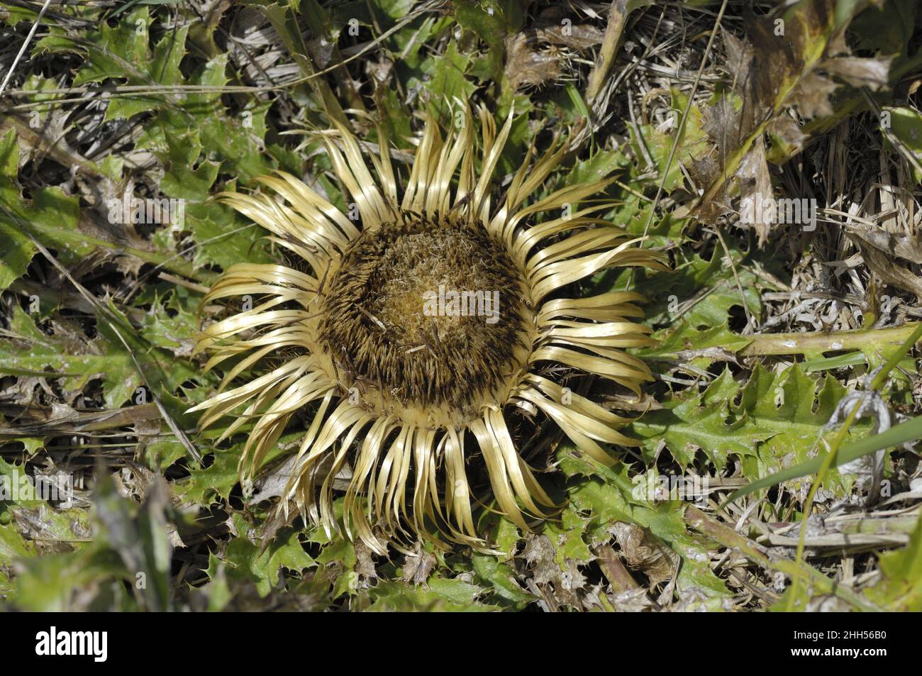 Silver thistle - Stemless carline thistle (Carlina acaulis) drying flower at the end of the summer Cevennes - France Stock Photo