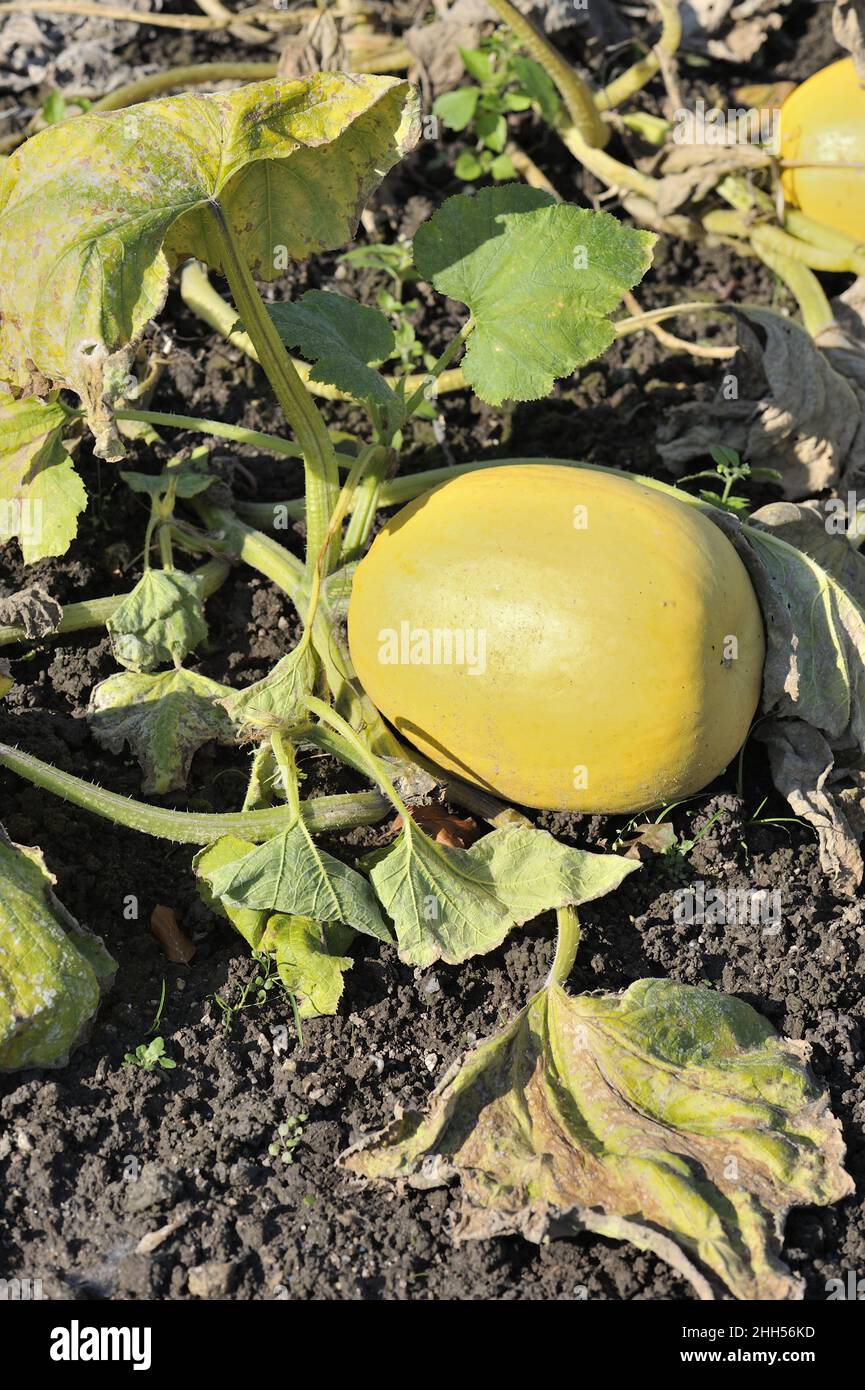 Colocynth - Desert melon - Bitter cucumber - Vine of Sodom (Citrullus colocynthis) growing in a kitchen garden Belgium Stock Photo