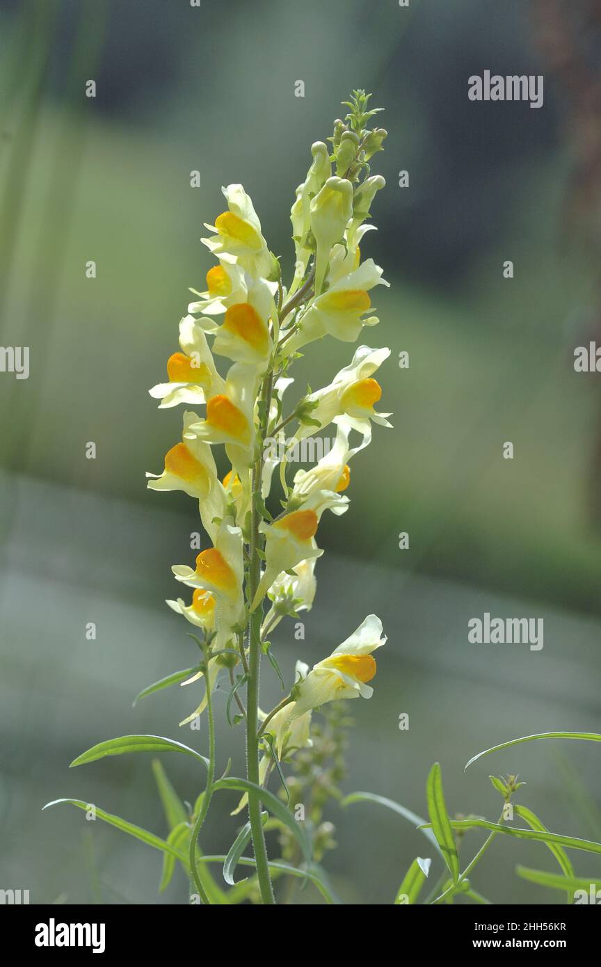Yellow toadflax Common toadflax Butterandeggs (Linaria vulgaris