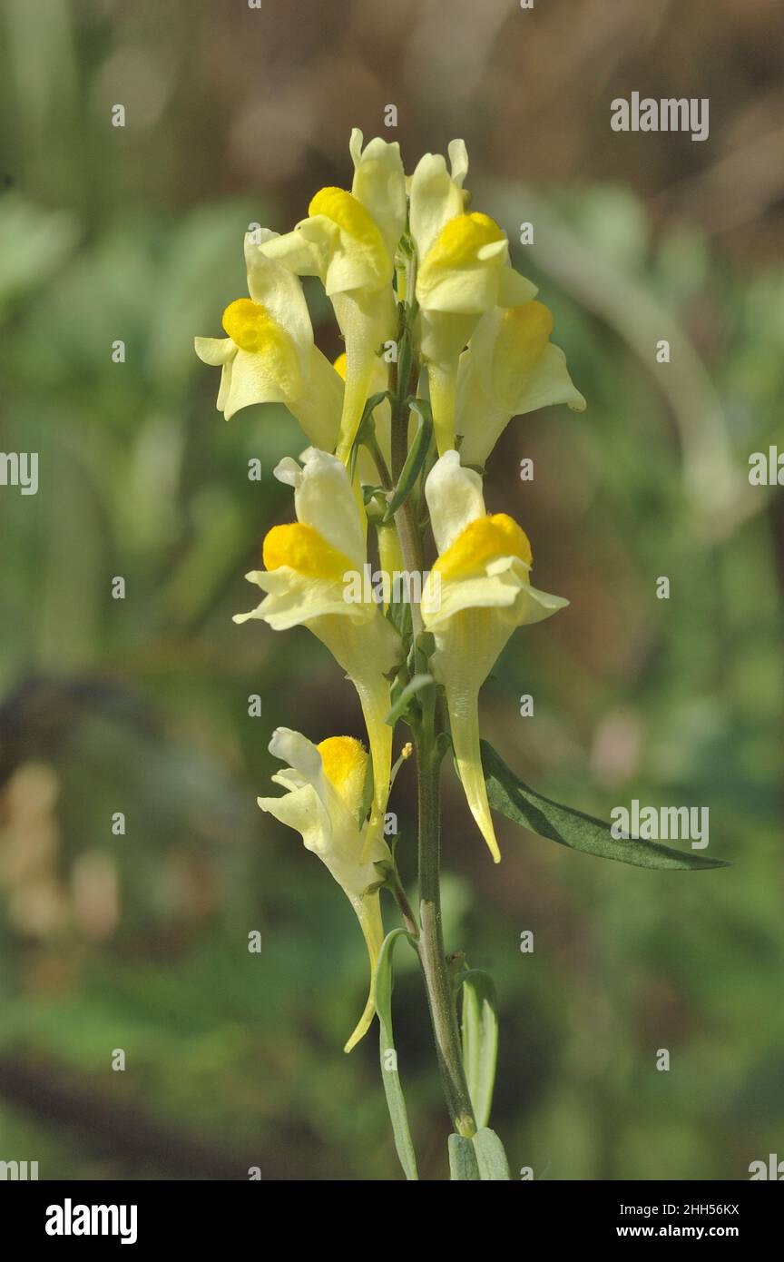 Yellow toadflax Common toadflax Butterandeggs (Linaria vulgaris