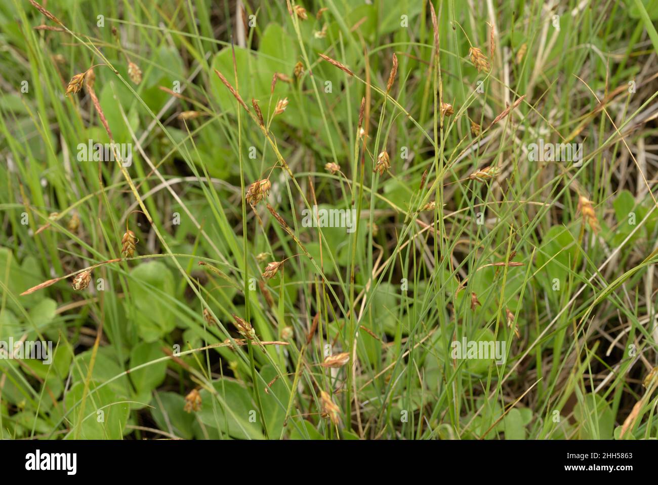 Bog-sedge, Carex limosa Stock Photo