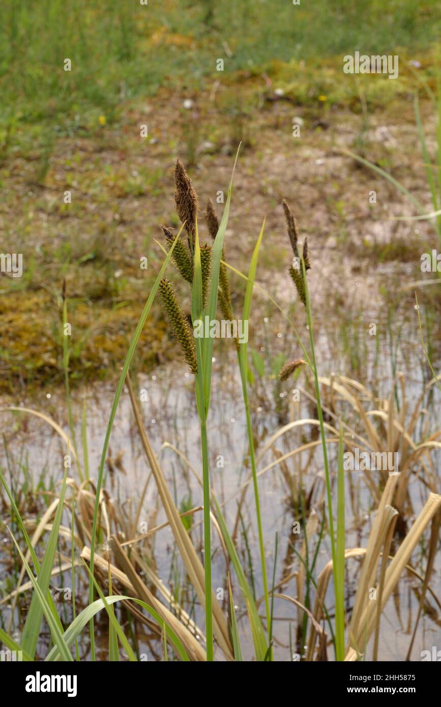 Greater Pond-sedge, Carex riparia Stock Photo