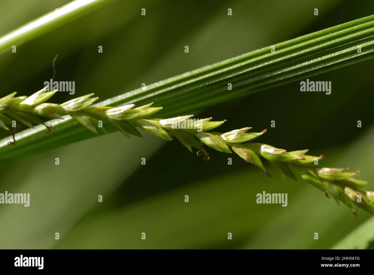 Thin-spiked Wood-sedge, Carex strigosa Stock Photo