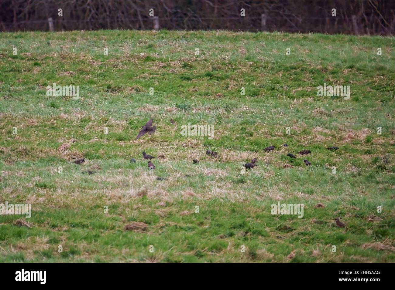 flock of starlings (Sturnus vulgaris) over grassland on Salisbury Plain Wiltshire UK Stock Photo