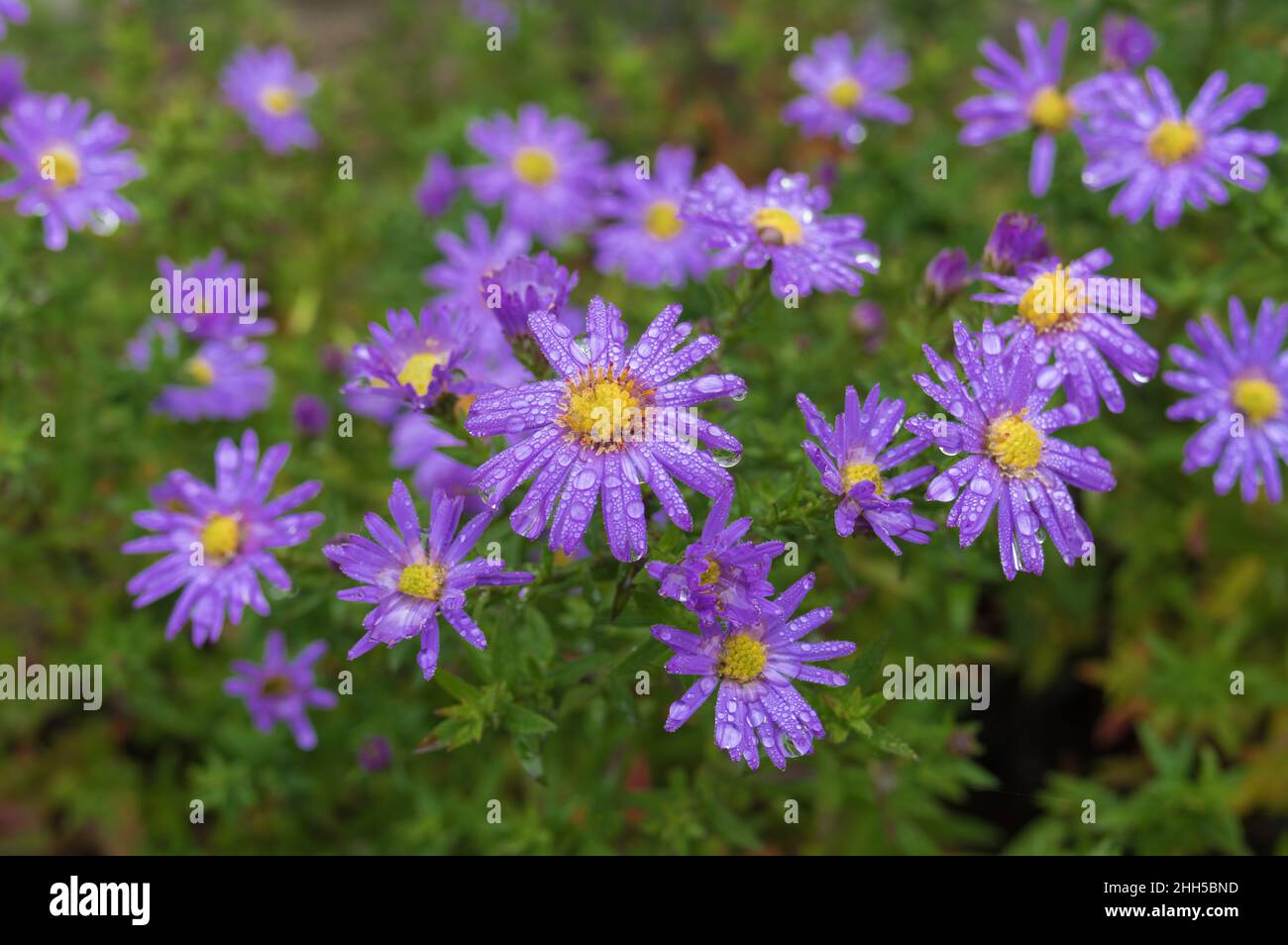 Top view on aster flowers covered with rain drops in autumnal garden Stock Photo