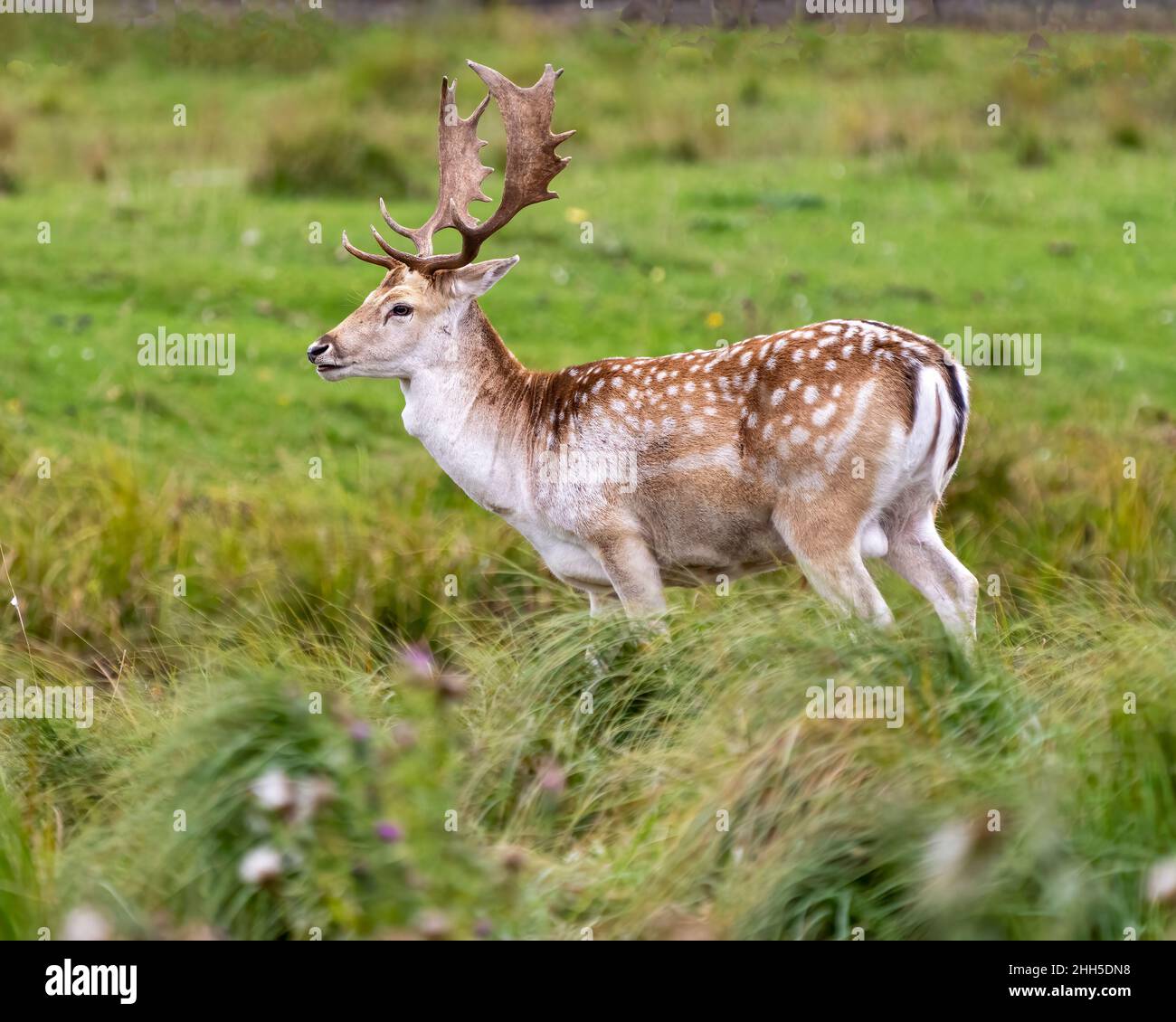 Fallow Deer male buck in the field in the hunting season displaying large antlers in its environment and habitat surrounding. Deer Image. Picture. Stock Photo