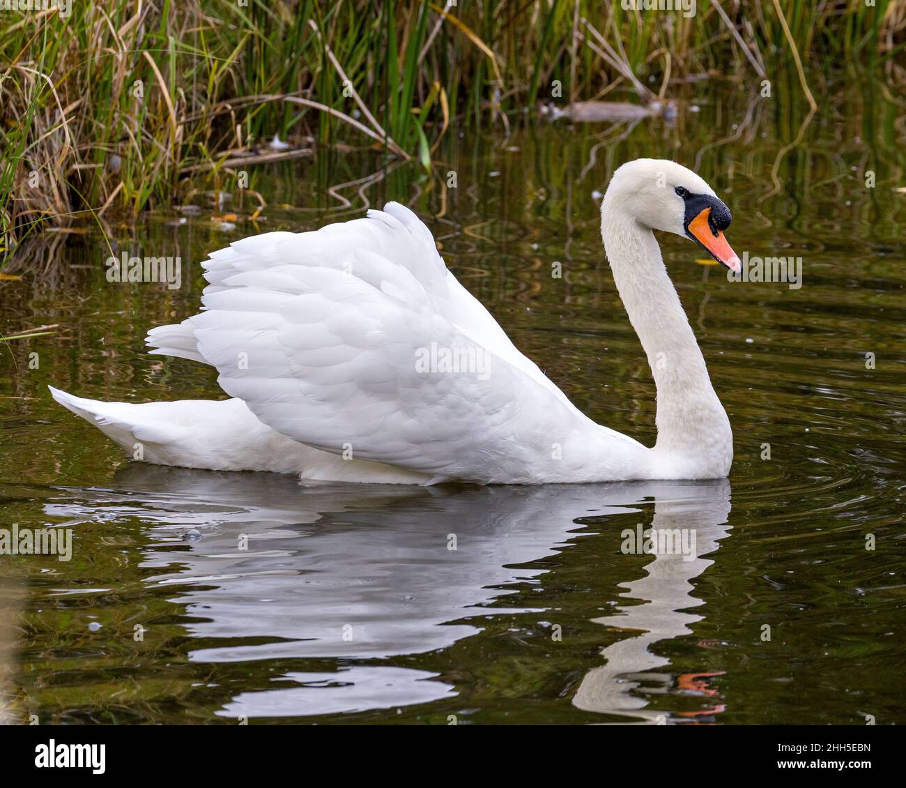 Swan Mute bird swimming with spread white wings with water background in its environment and habitat surrounding. Portrait. Picture. Image. Photo. Stock Photo