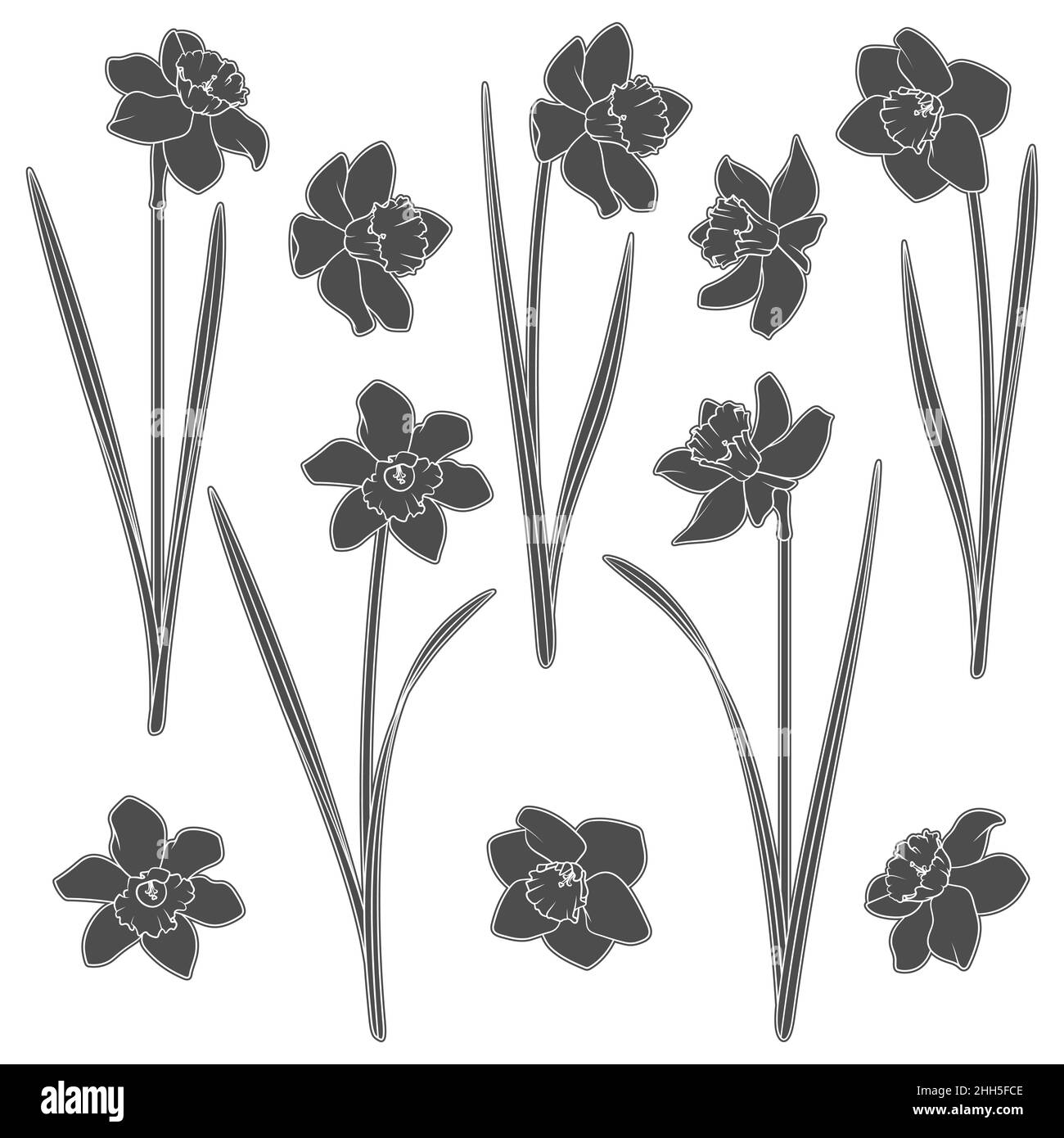 Set of black and white illustrations with a narcissus. Isolated vector