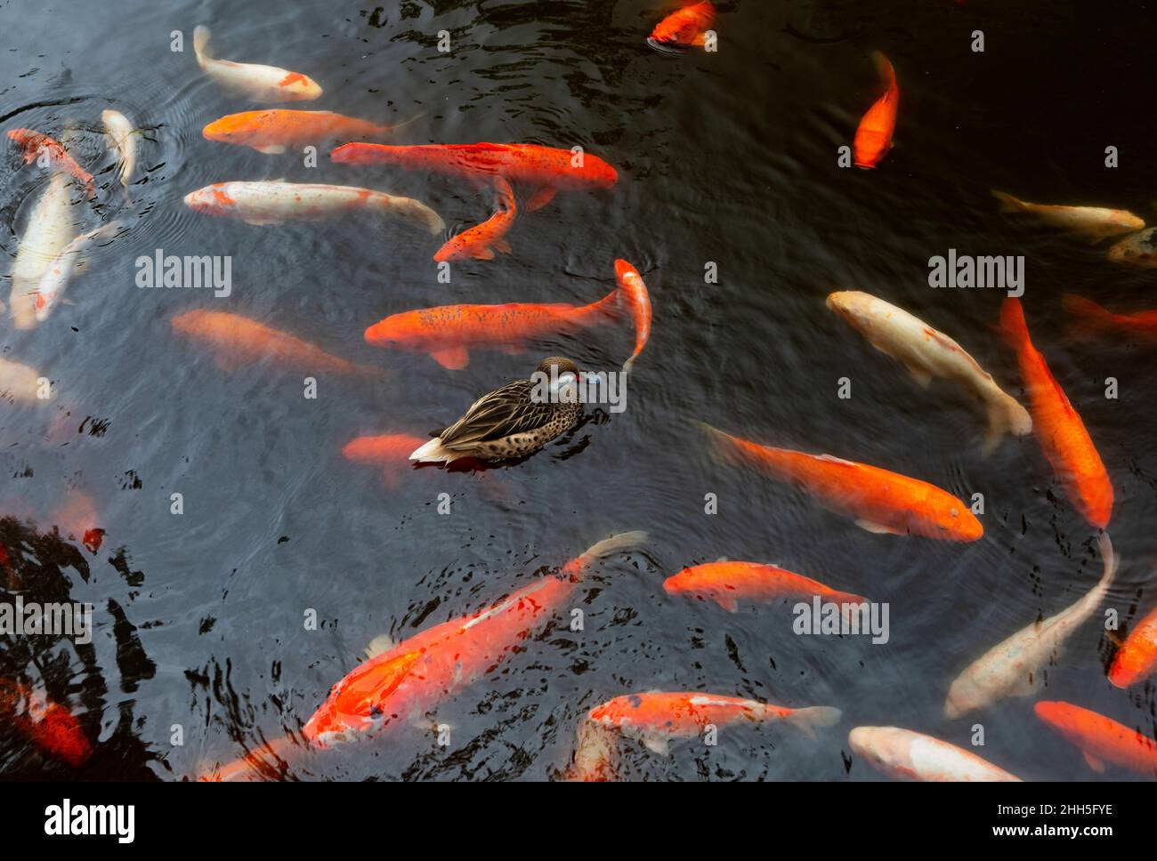 Duck swimming in koi pond Stock Photo