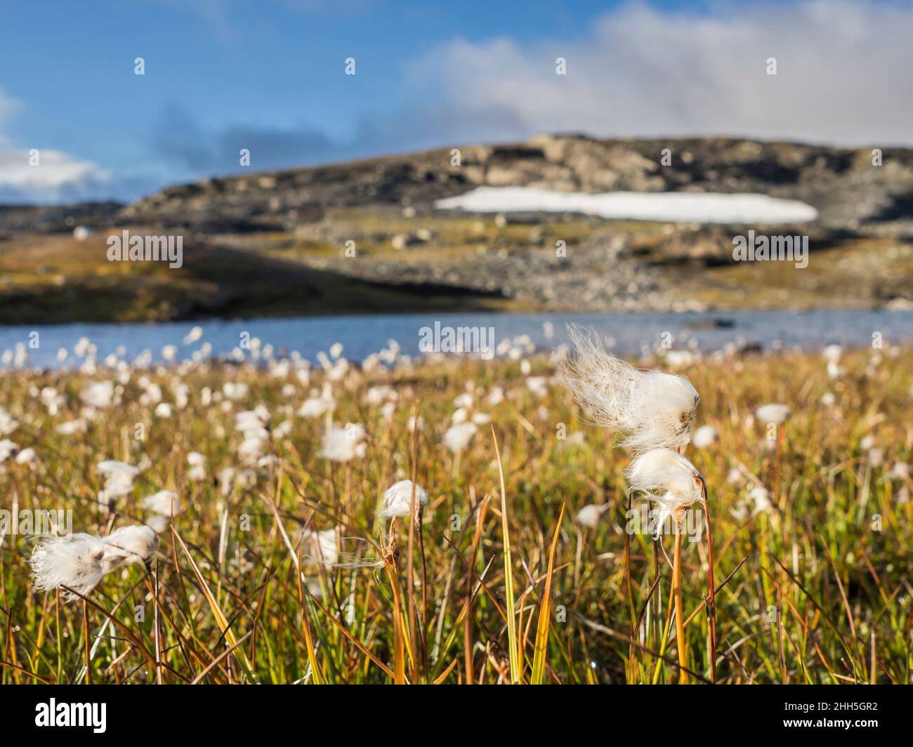 Cotton grass growing in Hardangervidda plateau Stock Photo