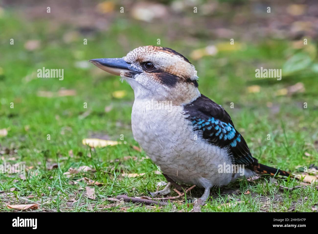 Portrait kookaburra hires stock photography and images Alamy