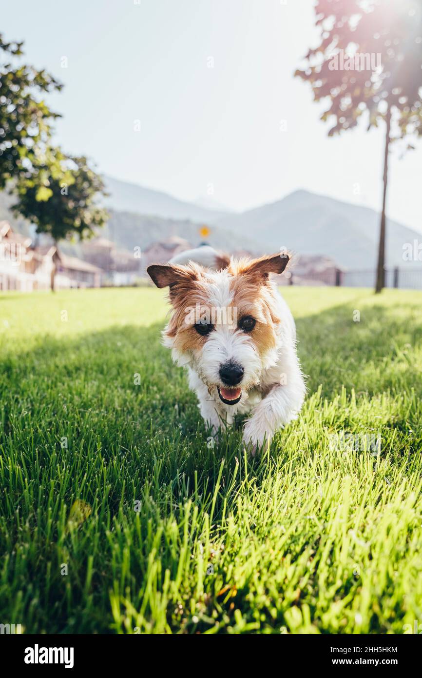 Cheerful Jack Russell Terrier dog walking on grass Stock Photo