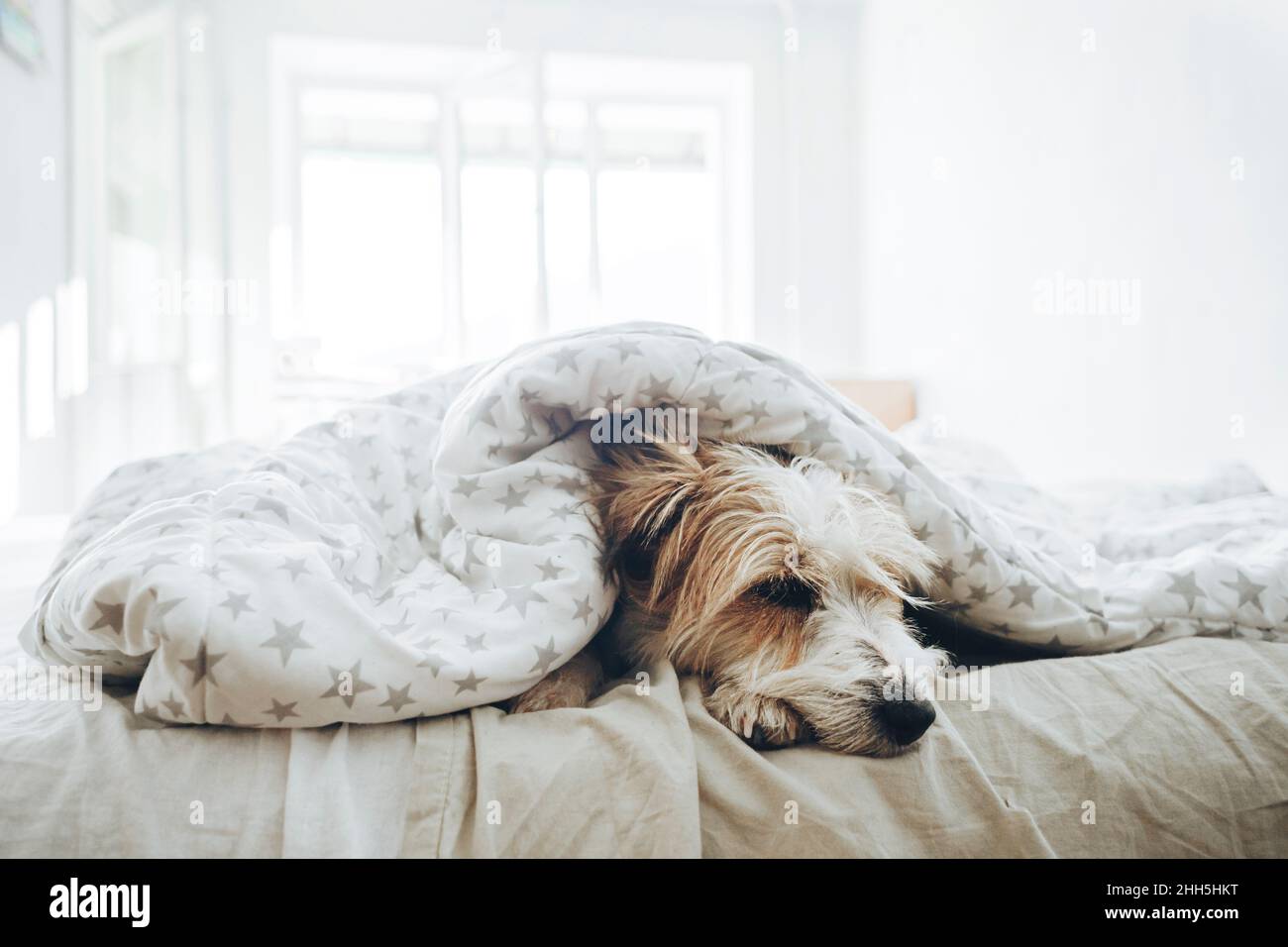 Dog sleeping under blanket in bedroom Stock Photo