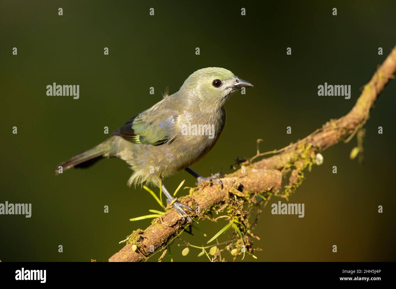 Palm Tanager (Thraupis palmarum) Stock Photo