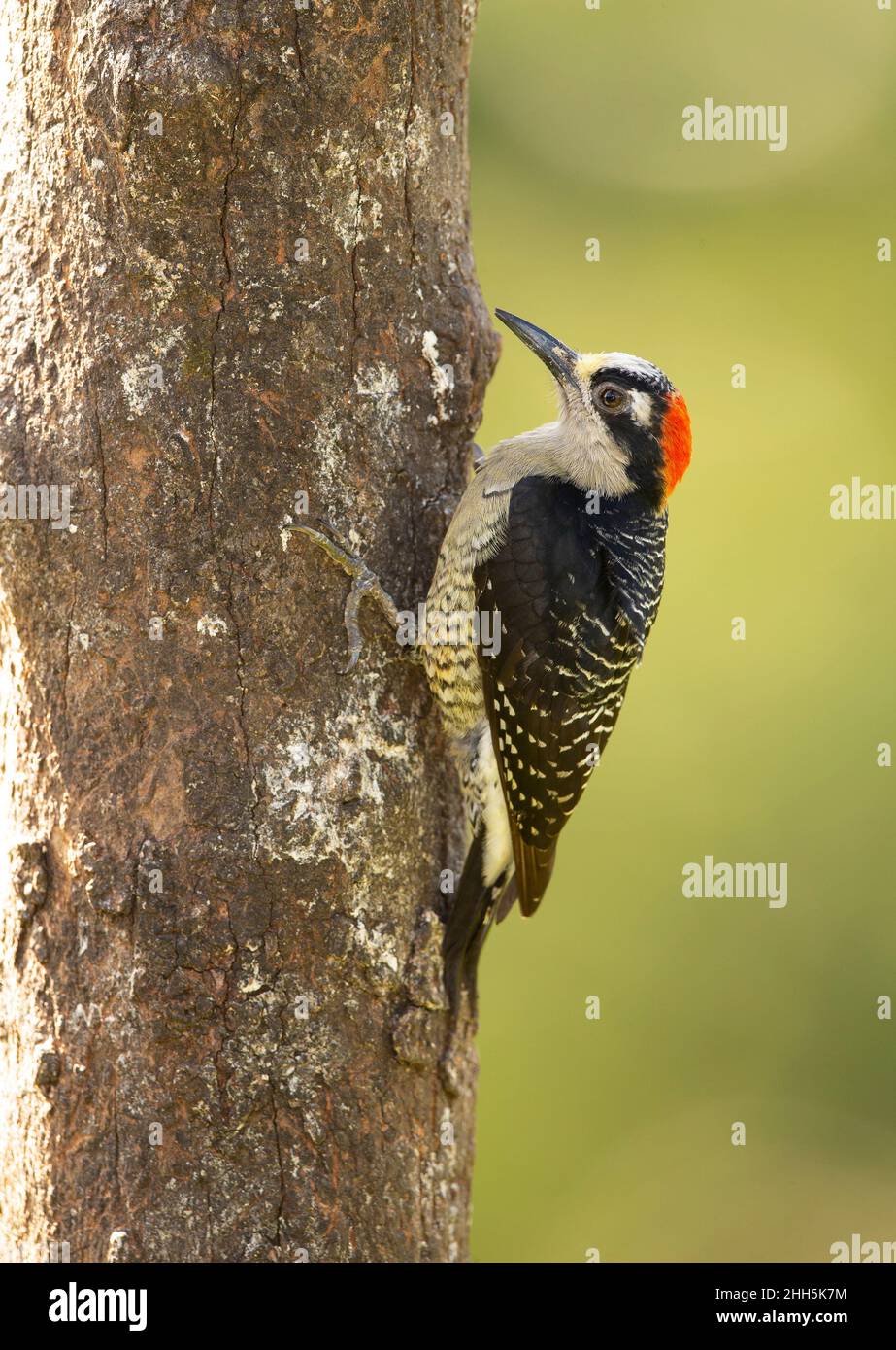 Black-cheeked Woodpecker (Melanerpes pucherans) Stock Photo