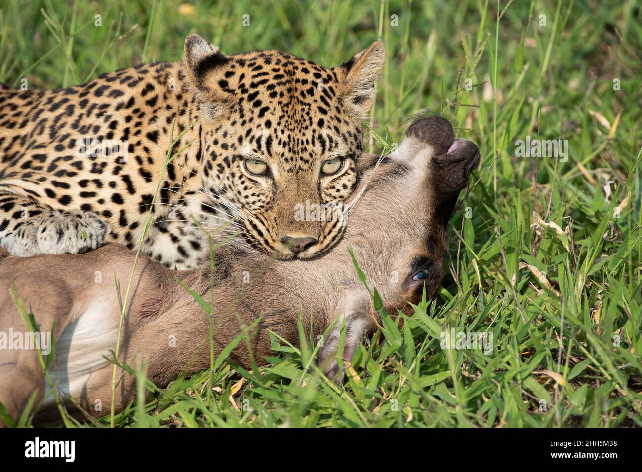 Female leopard busy suffocating her prey Stock Photo