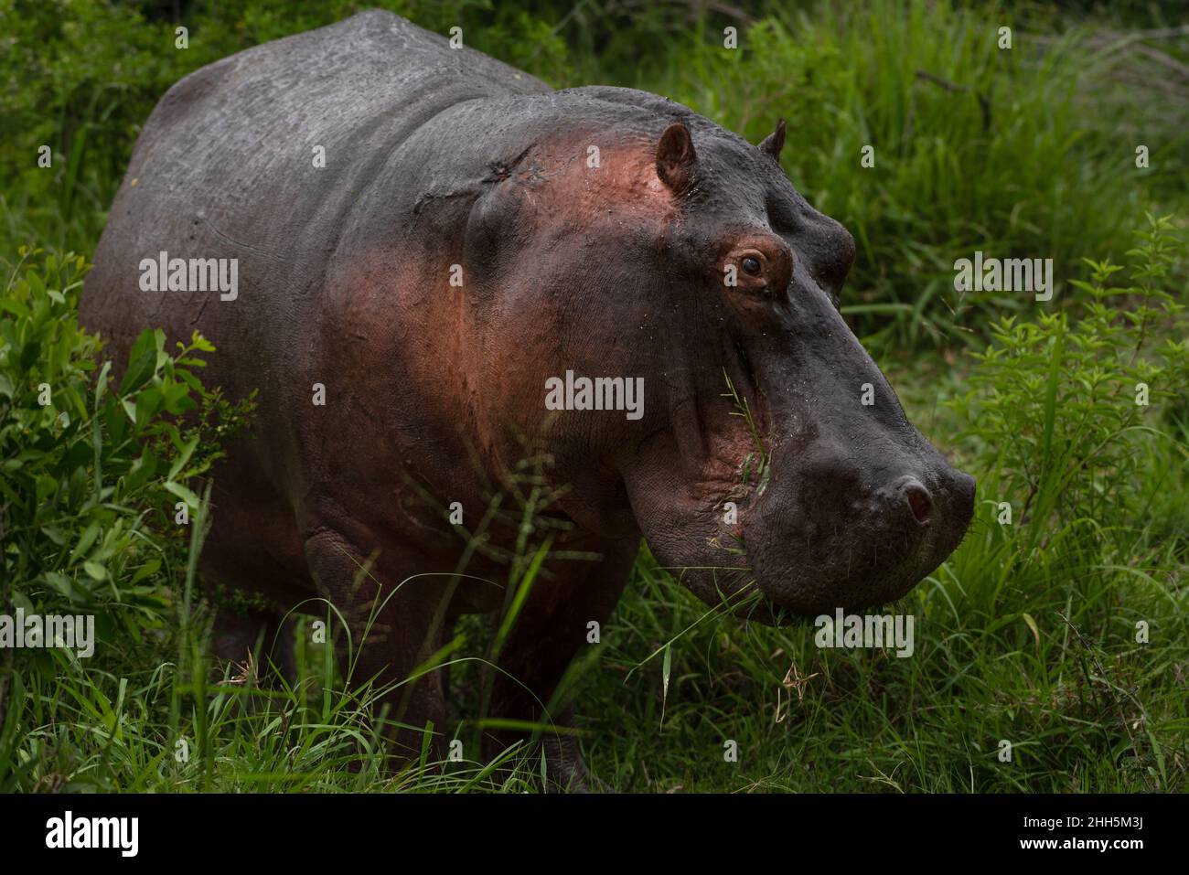 A hippo bull with grass in it's mouth out the water Stock Photo
