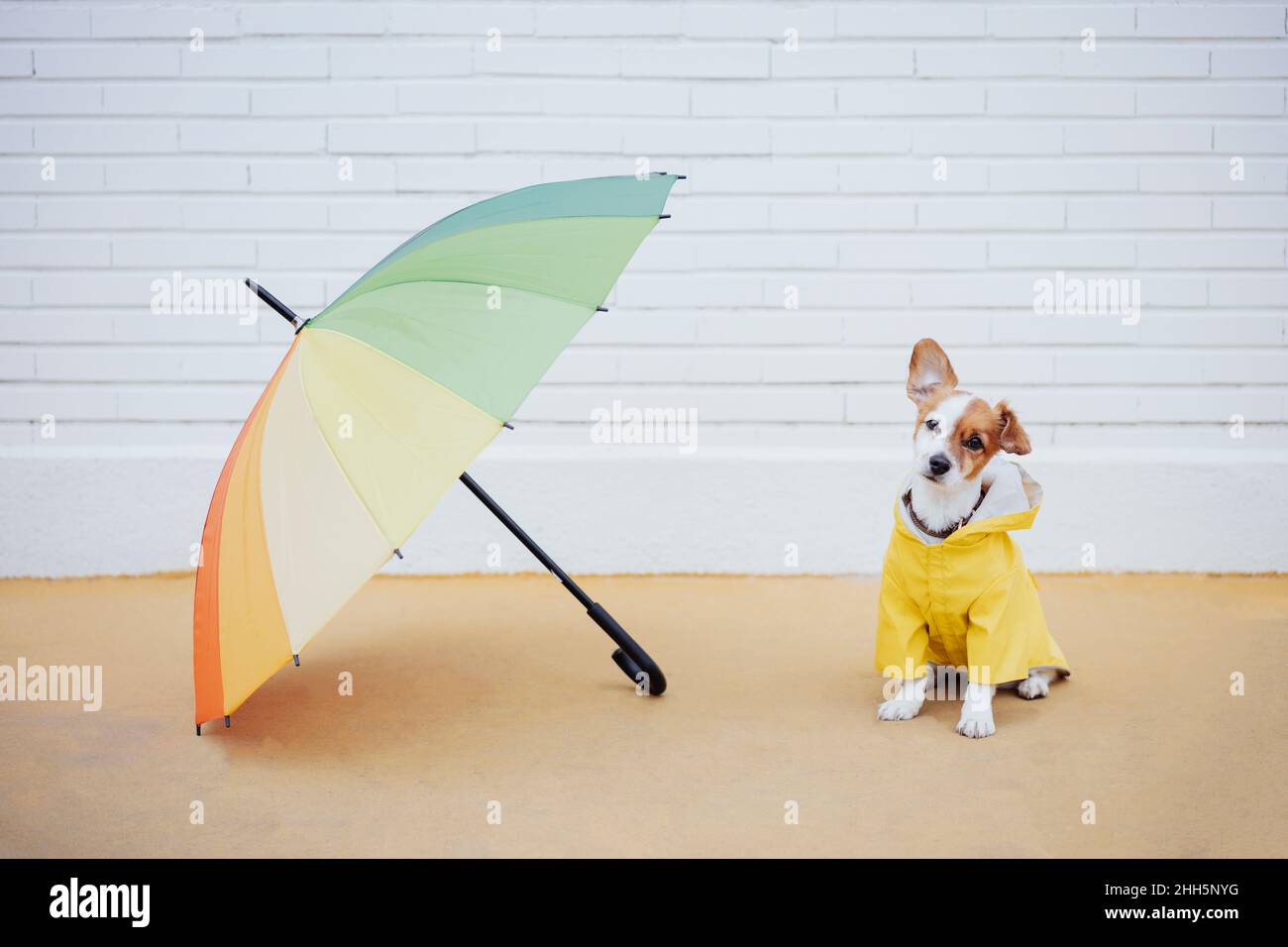 Dog umbrella hires stock photography and images Alamy