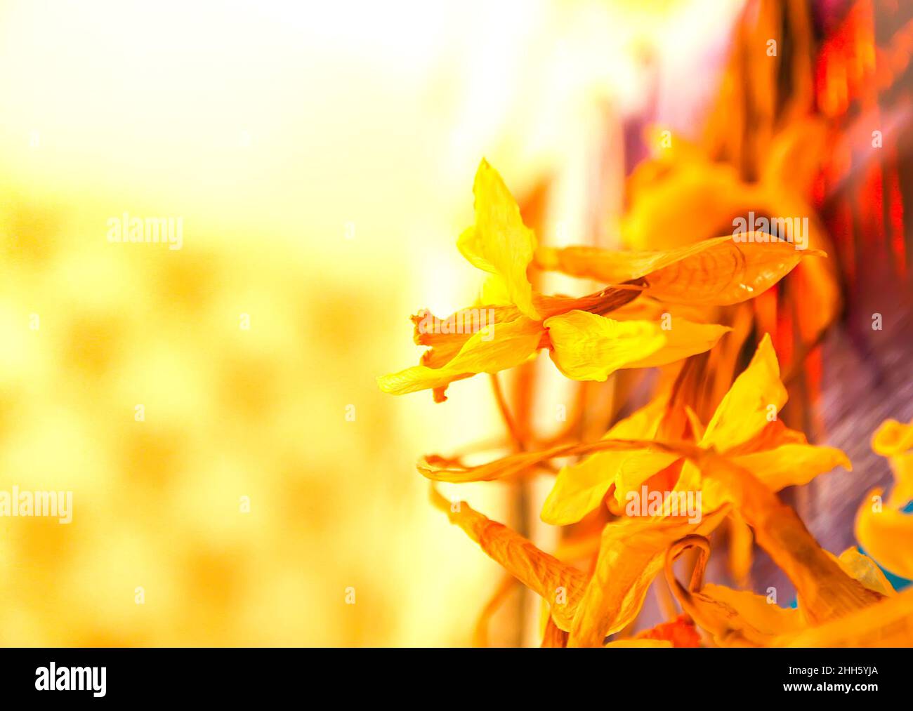 Old dried daffodil or narcisus flowers in golden warm light. Stock Photo