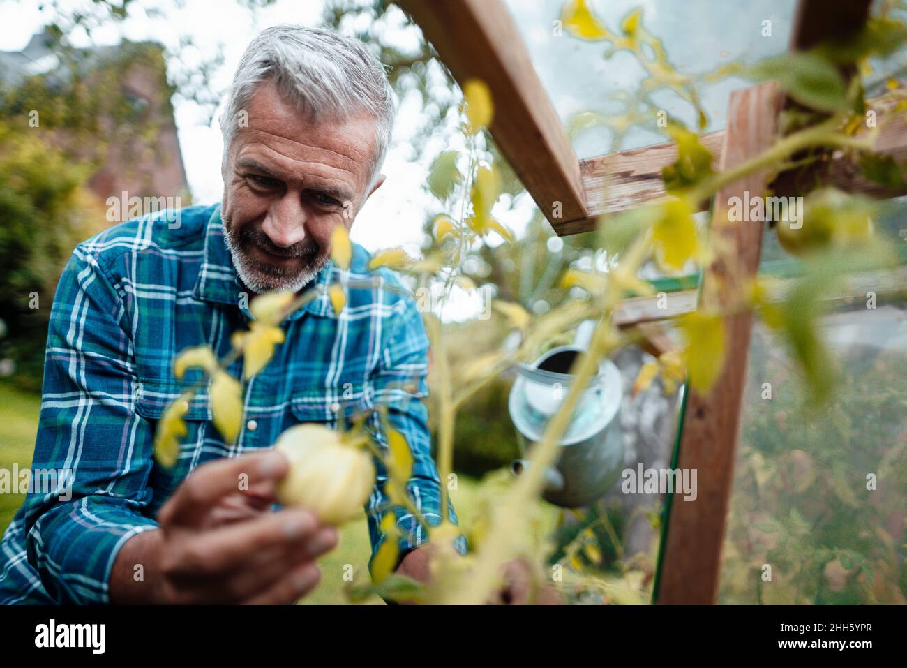 Mature picking fruit in backyard Stock Photo